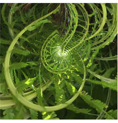 Abstract Spiral Fern