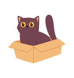 Cat Sitting In Box