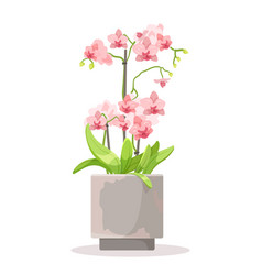 Pink Orchids In A Ceramic