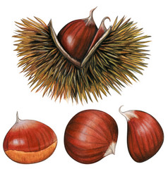 Watercolor Hand Drawn Realistic Chestnuts