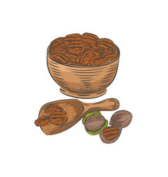 Pecan In Bowl And Scoop Sketch