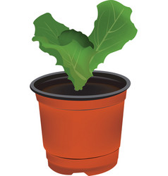 Lettuce Seedlings On White Background