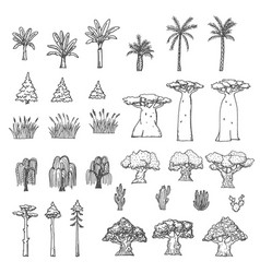 Palm Baobab And Cactus Willow Oak Tree Sketches