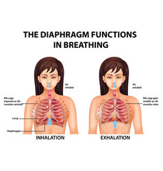 Diaphragm functions in breathing Royalty Free Vector Image