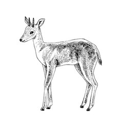 Hand drawn duiker isolated on white background Vector Image