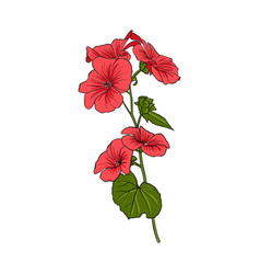 Drawing Flower