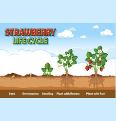 Strawberry Plant Growth Stages