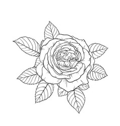 Beautiful black and white rose and leaves floral Vector Image