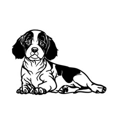 Cavalier King Charles Spaniel Dog - Lying