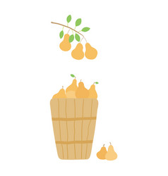 Basket With Pears Tree Branch