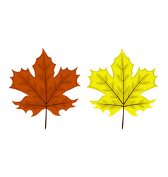 Two Maple Leaves