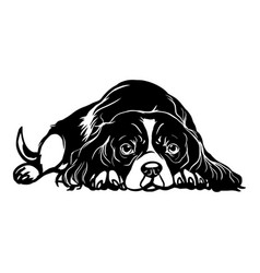 Cavalier King Charles Spaniel Dog - Lying