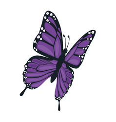 Purple Beauty Butterfly Insect