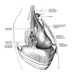 Pericardium Ligaments Vintage