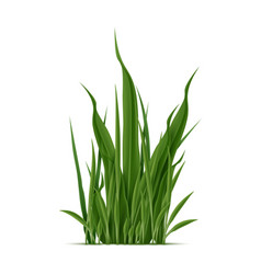 Realistic Green Grass Blades Grow In Dense Cluster