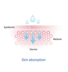 Mechanism Of Nutrient Absorption Through Skin