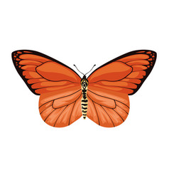 Orange Beauty Butterfly Insect