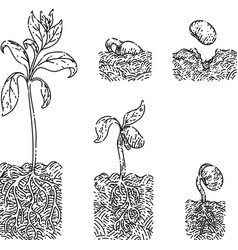 Plant Gtowth Sketch Hand Drawn