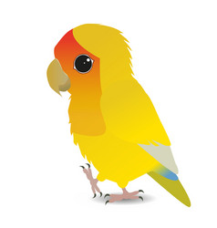 Cute Yellow Peach Faced Lovebird