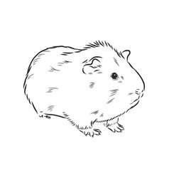 Cute Guinea Pig Pet Sketch