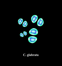 C Glabrata Candida Pathogenic Yeast-like Fungi