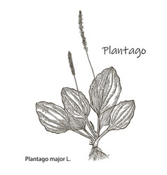 Great Plantain Plantago Major - Medicinal Plant