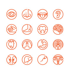 Human Anatomy Icons With White Background