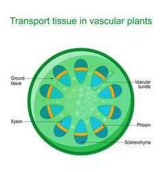 Vascular Tissue System Of Plants