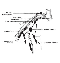 Lymph Node Of Upper Extremity Vintage