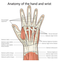 Anatomy Of Hand Wrist Structure Medical Science