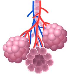 Human Lung Cartoon Royalty Free Vector Image - Vectorstock