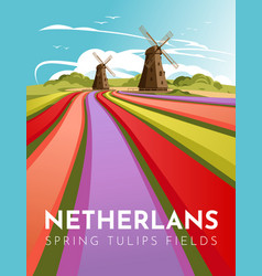 Traditional Landscape Of The Netherlands Tulip