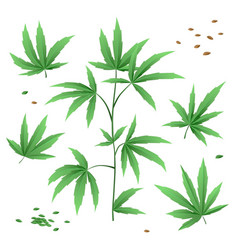 Botanical Cannabis Leaves