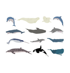 Set Of Whale Species Isolated