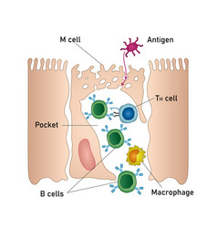 Mucosal Immune System Diagram Medical