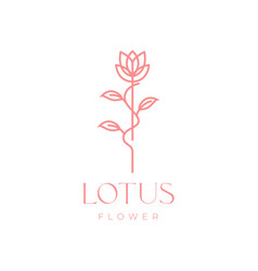 Lotus Flowers Plant Feminine Female Florist Aroma