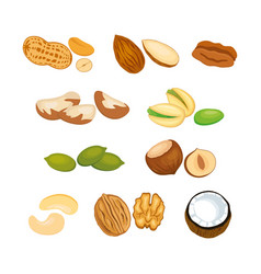 Different Types Of Nuts Icon Set