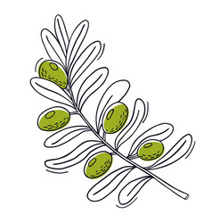 Olive Branch With Leaves