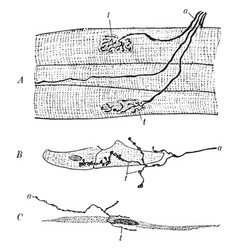 Motor Nerve Endings Vintage