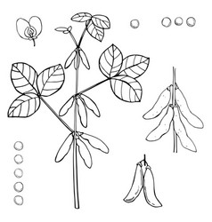 Hand Drawn Soybean Plant On A White Background