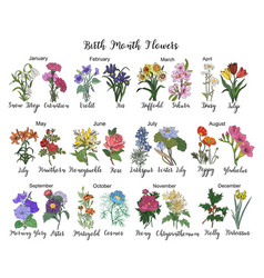 Set Of Birth Month Flowers Colorful Drawing