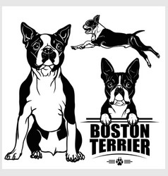 Boston Terrier Dog - Set Isolated