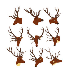 Red Deer Head Collection