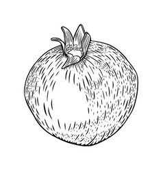 Hand Drawn Pomegranate Etching