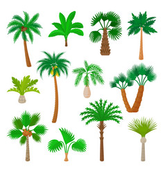 Cartoon Palm Trees Isolated Palms Beach Or