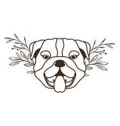 Head Cute Bulldog Ingles Dog On White