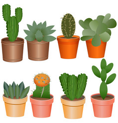 Succulent Plant Set