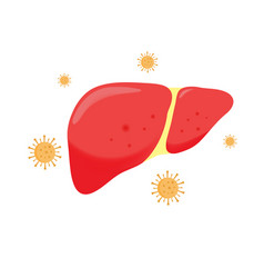 Human Liver With Virus