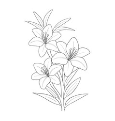 Lily Flower Sketch Hand Drawn