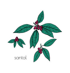 Sandalwood Berry Leaves Sketch Great Design